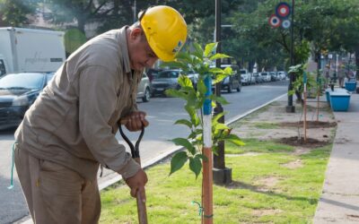 Más de 5.000 árboles plantados en San Miguel de Tucumán: un compromiso con el ambiente y el bienestar ciudadano